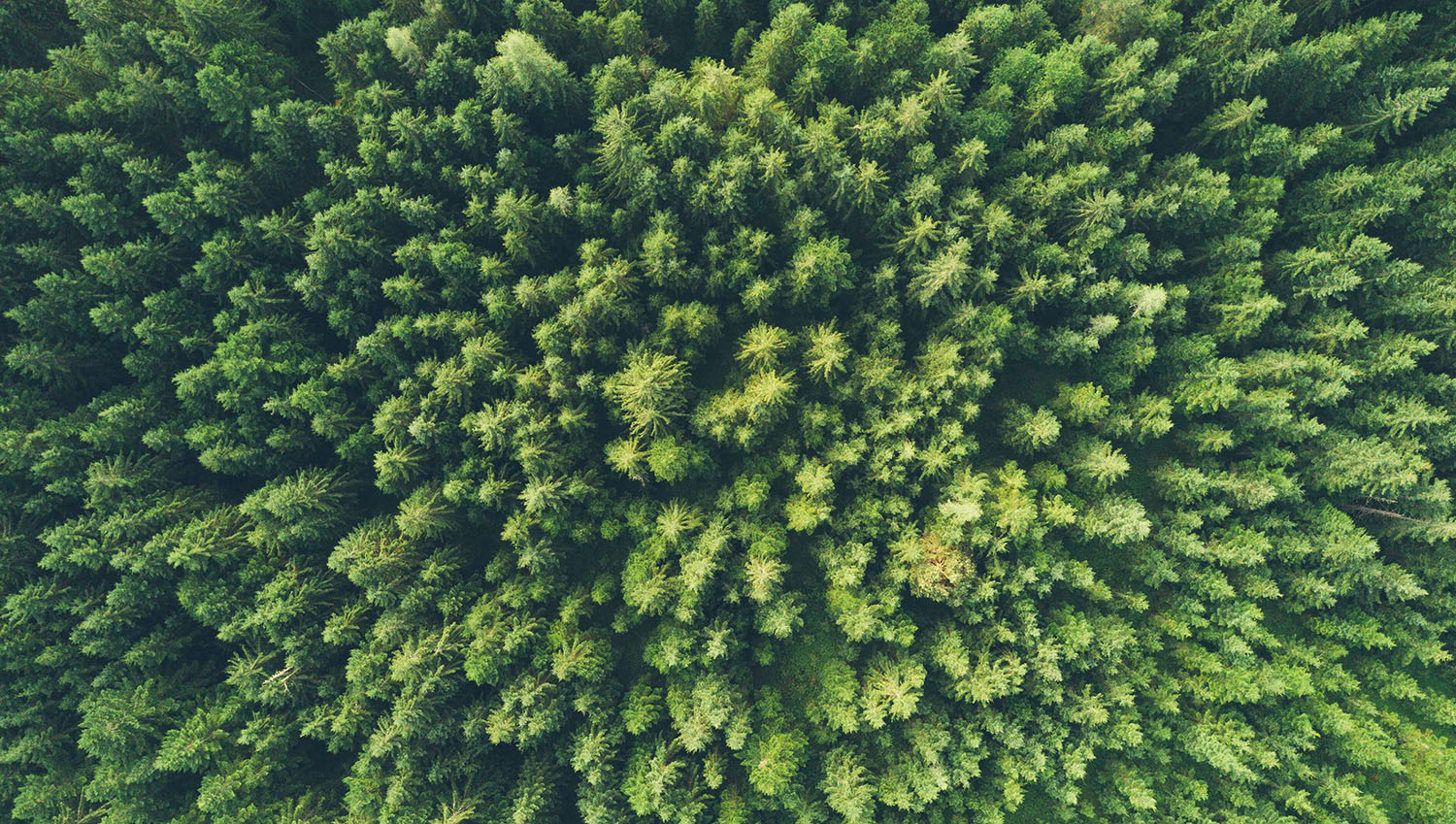 Overhead view of a dense forest