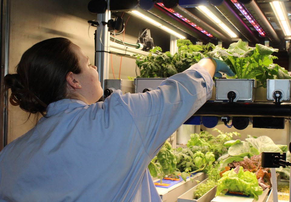 Rosemary Brockett, a second-year masters student at the University of Guelph, inspects some of the plants in the Canada GOOSE plant-growth chamber. 