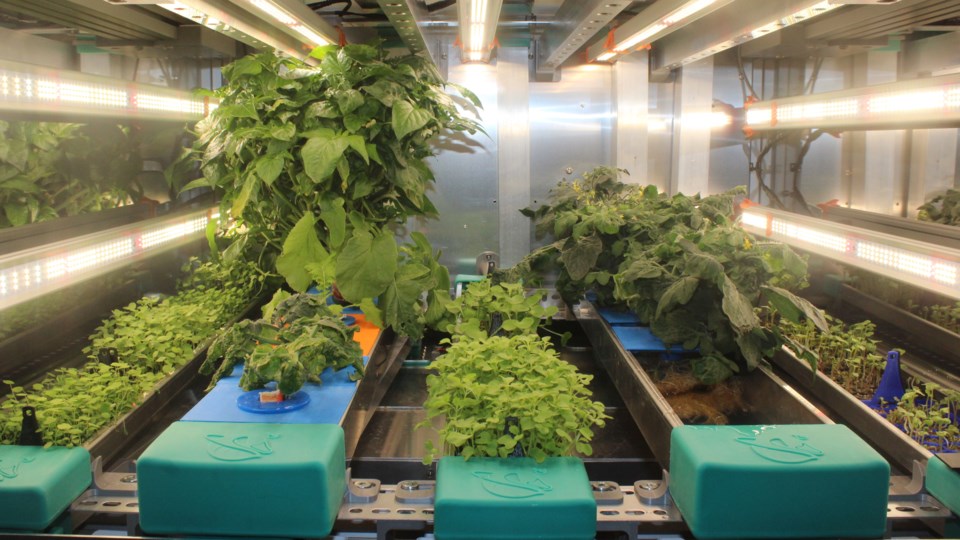 Canada GOOSE (Guelph) Team's plant chamber 