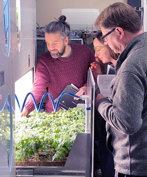 A cluster of tomatoes grown within the CANGrow unit. Photo: Steve Humpston 