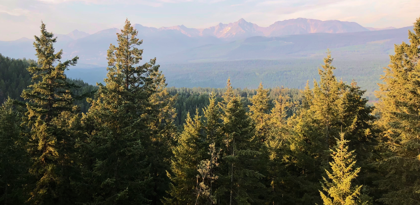 view of a forest from above 