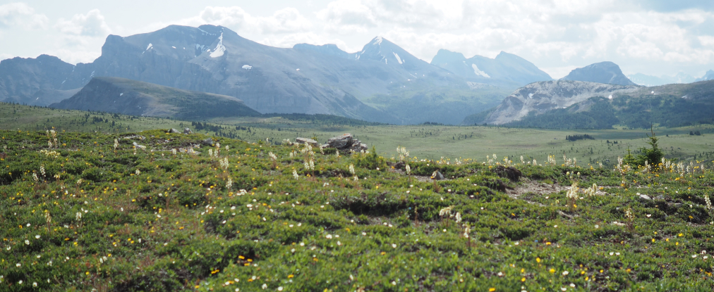 A green country side with mountains in the background 