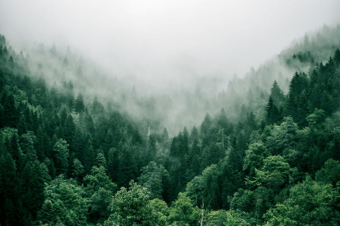 Forest with fog rising above it. 