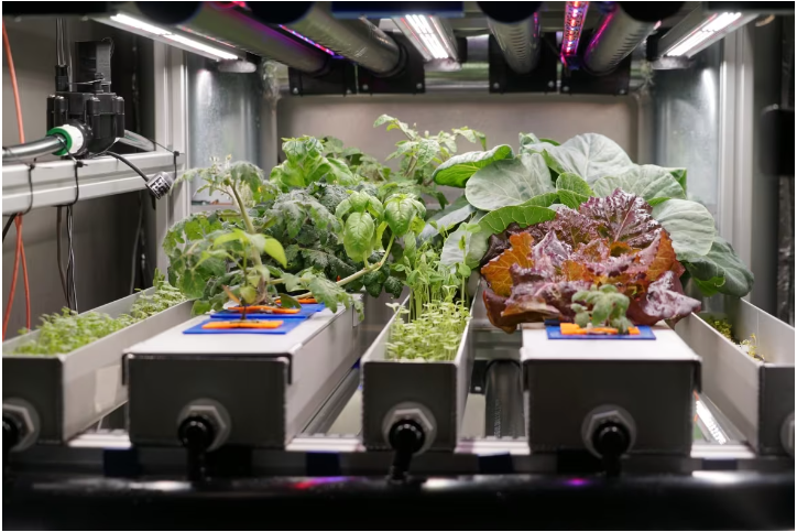 chambre de croissance pour fruits et légumes 