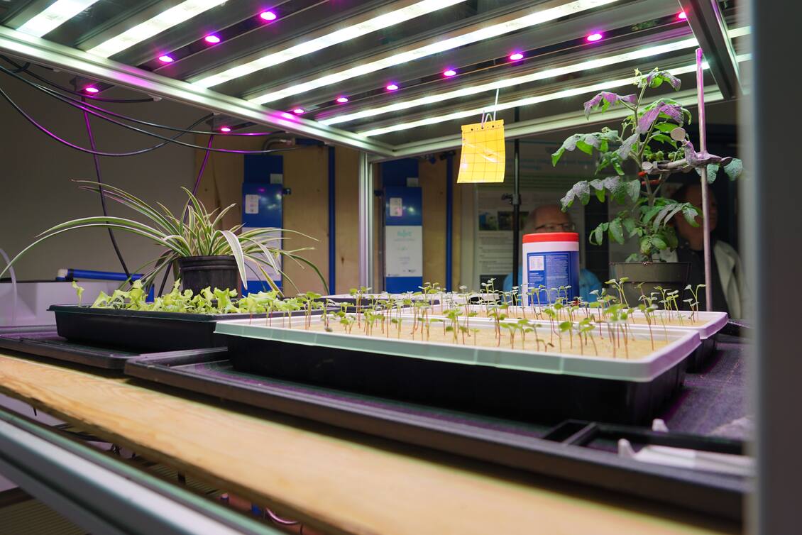 Plants inside a growth chamber 