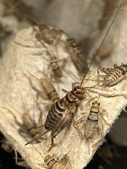 crickets inside a glass tank 