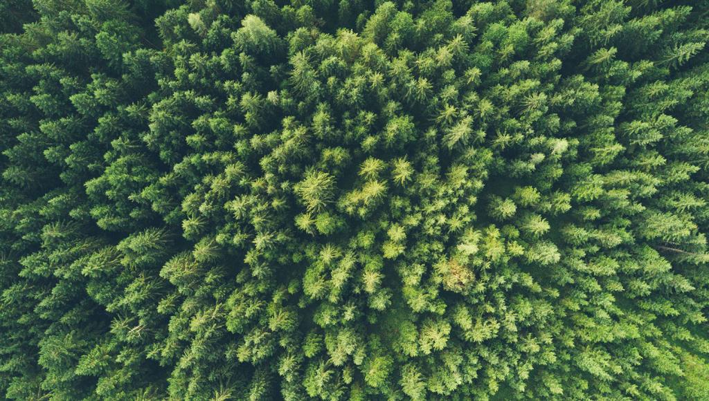 Overhead view of a dense forest 