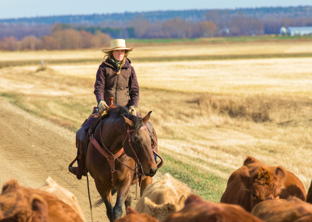 Person riding a horse in a field with cows 