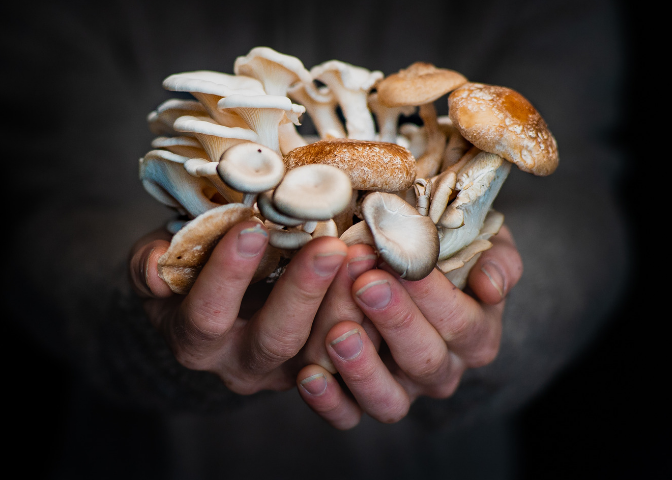 Dave holds Shiitake, Blue Oyster, and Pearl Oyster mushrooms 
