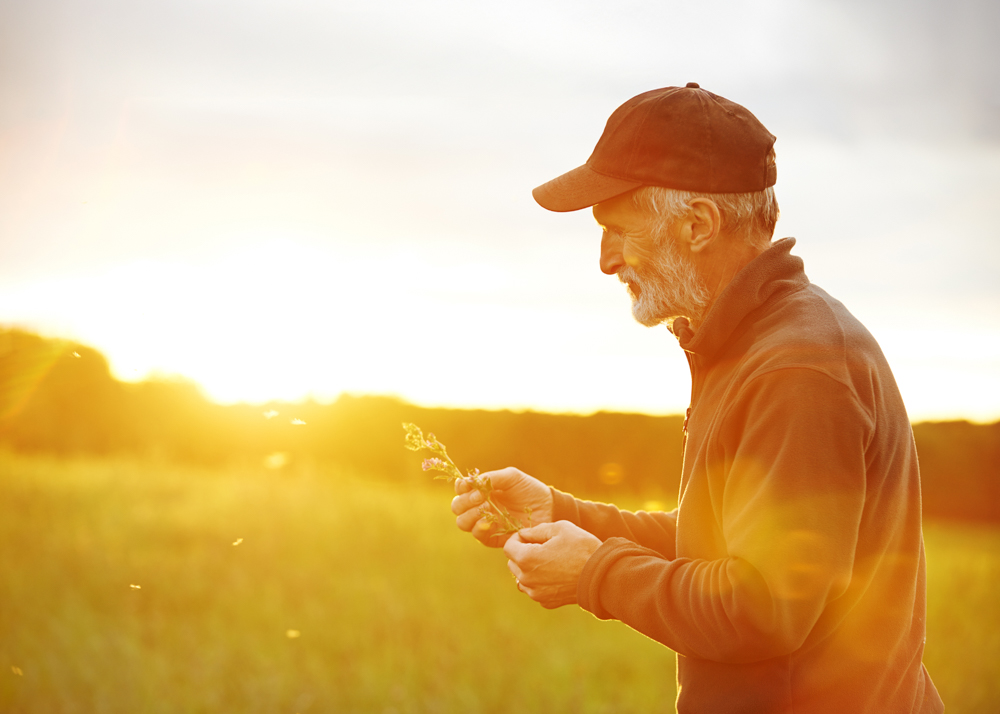 Older male farmer in a field holding a piece of wheat