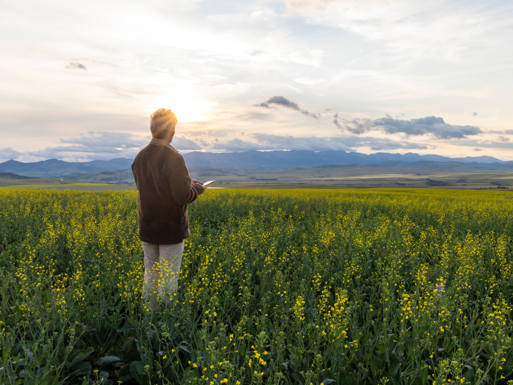 Farmer in a field at sunset