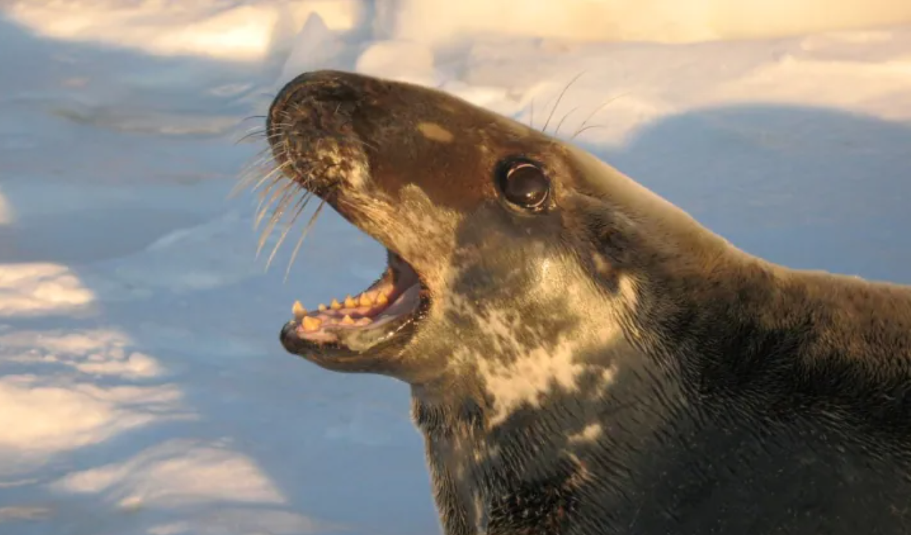 Seal  