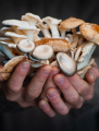 Dave holds Shiitake, Blue Oyster, and Pearl Oyster mushrooms